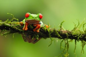 La Fortuna: Caminhada pela natureza com preguiças e vida selvagem