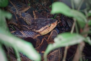 La Fortuna: Caminhada pela natureza com preguiças e vida selvagem