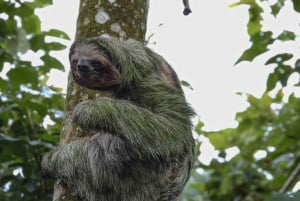 La Fortuna: Sloth Tour i Arenal Volcano Park & Lokalt Snack