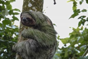 La Fortuna: Dovendyrtur i Arenal-vulkanparken og lokal snack