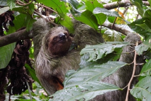 La Fortuna : Tour des paresseux dans le parc du volcan Arenal et collation locale