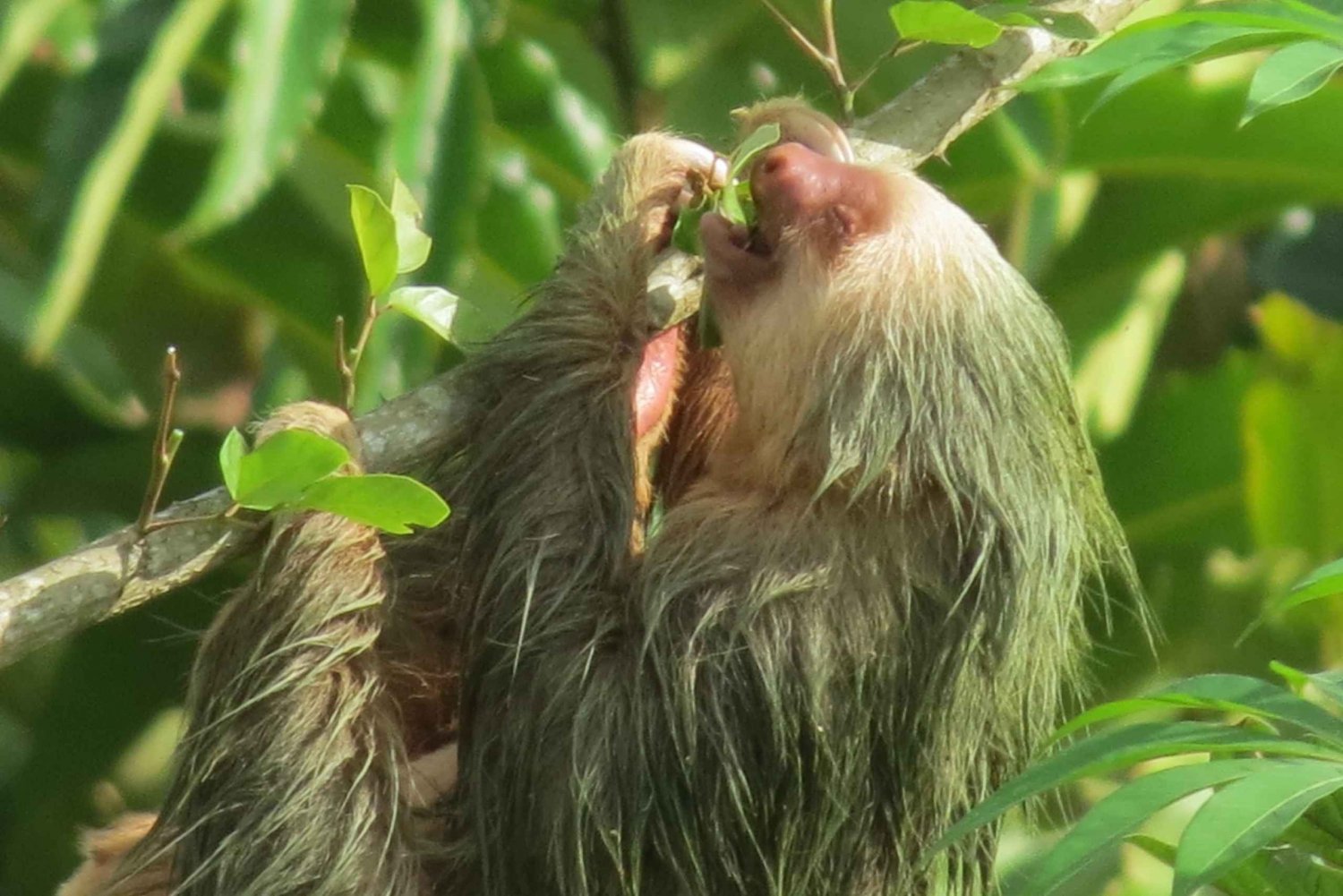 La Fortuna: Sloth Tour in the Wild