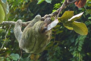 La Fortuna: Sloth Tour i naturen