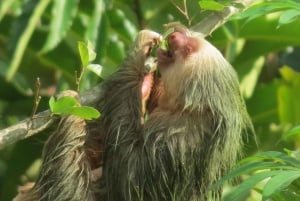 La Fortuna: luiaardtocht in het wild