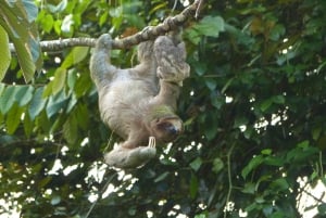 La Fortuna: Sloth Tour i naturen