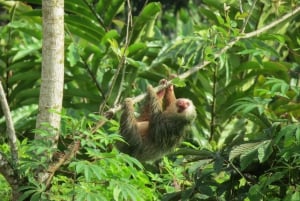 La Fortuna: tour dei bradipi allo stato brado