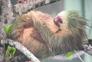 La Fortuna: tour dei bradipi allo stato brado