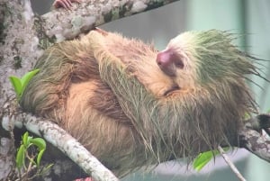 La Fortuna: luiaardtocht in het wild