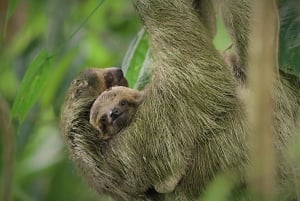 La Fortuna: Sloth Tour i naturen