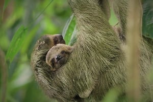 La Fortuna : Tour des paresseux dans la nature