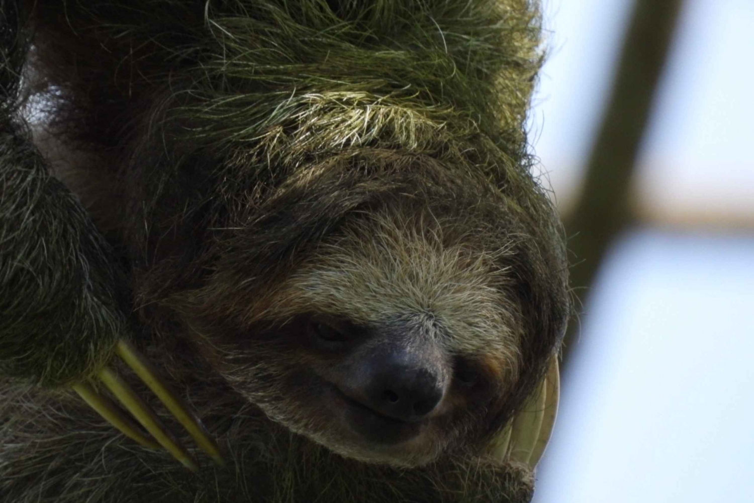 La Fortuna: Visita guiada a pé para observação de preguiças