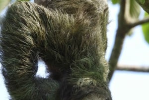 La Fortuna: Sloth Watching Guided Walking Tour