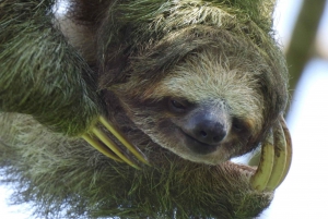 La Fortuna: Laununa: Sloth Watching Guided Walking Tour