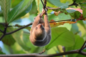 La Fortuna: Laununa: Sloth Watching Guided Walking Tour
