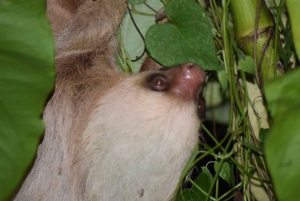 La Fortuna: Tour guidato a piedi per l'avvistamento dei bradipi