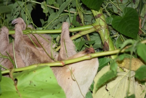 La Fortuna: Tour guidato a piedi per l'avvistamento dei bradipi