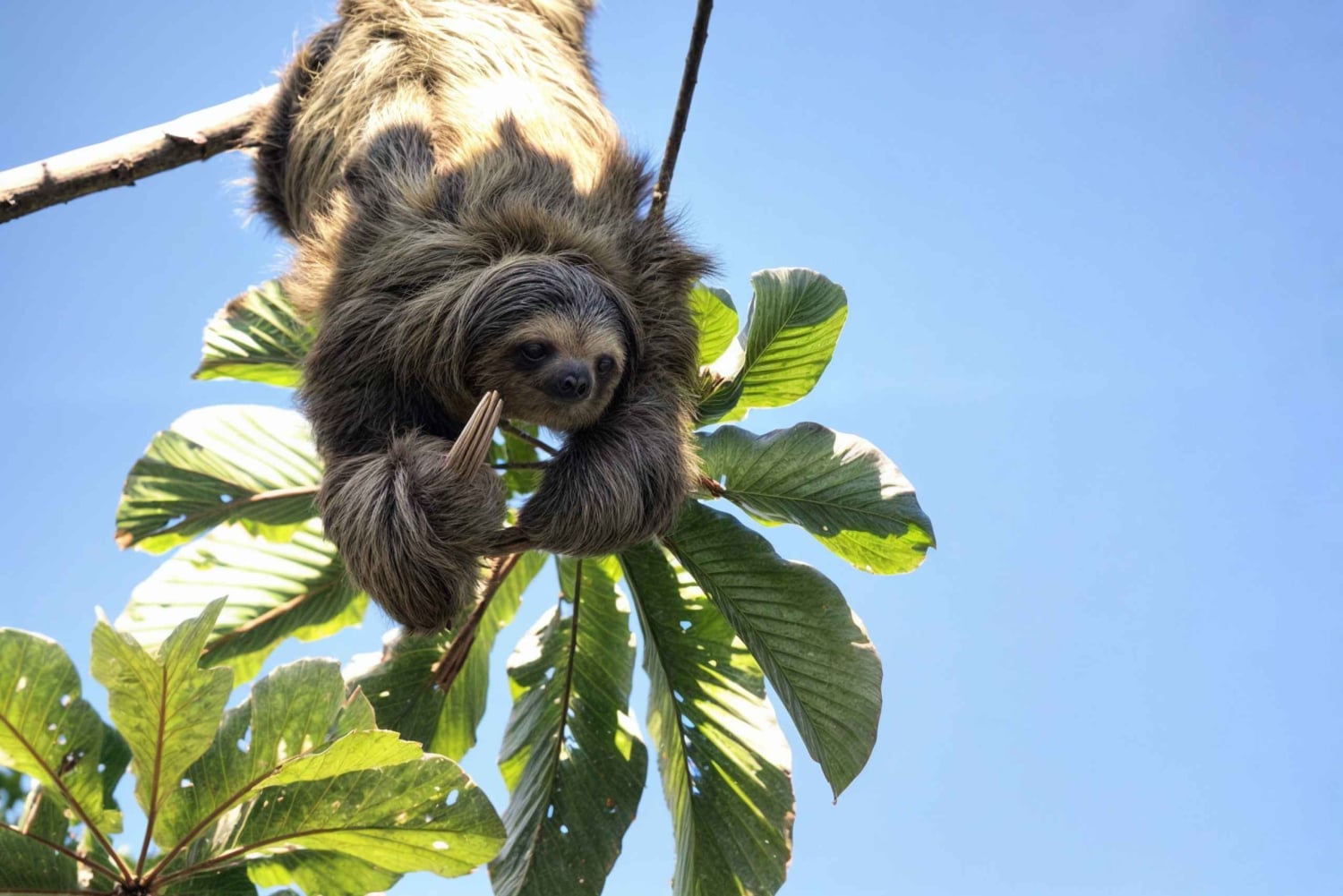 Ла-Фортуна: экскурсия с наблюдением за ленивцами и посещением консерватории бабочек