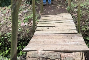 La Fortuna: passeio de observação de preguiças com o Conservatório de Borboletas