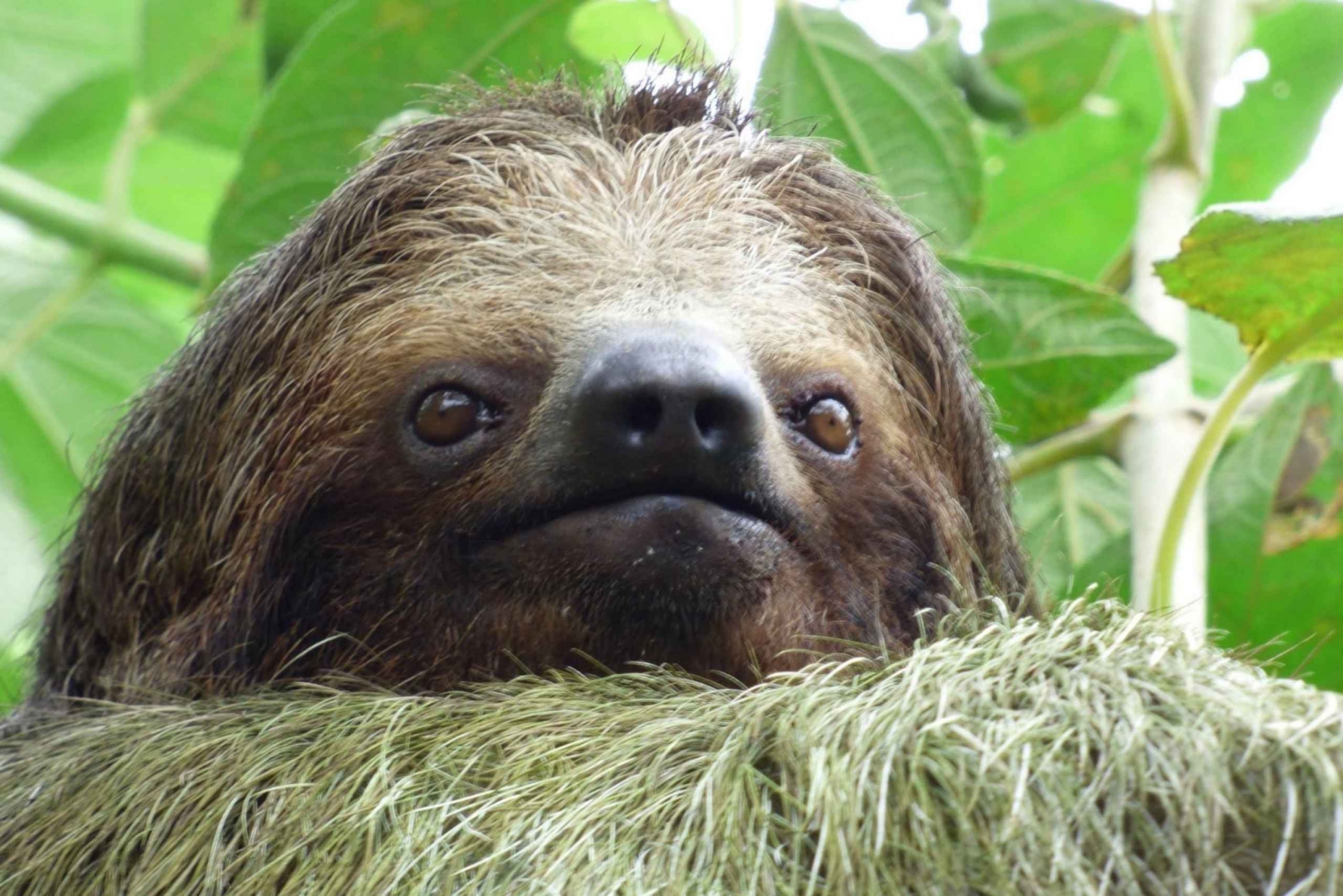 La Fortuna: Fortuna Fortuna: Sloth Watching Tour kuljetuksella ja välipalalla