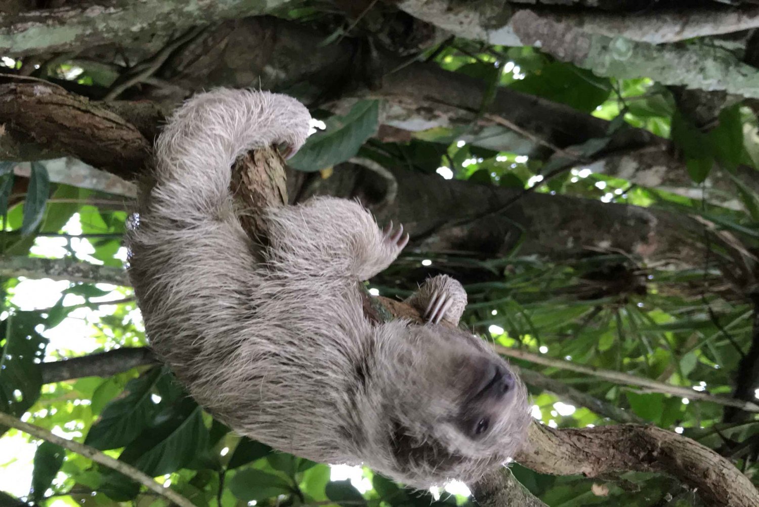 La Fortuna: Sloth Watching Tour with Transfer and Snacks