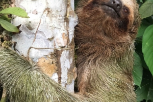 La Fortuna: Sloth Watching Tour with Transfer and Snacks