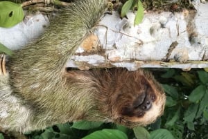 La Fortuna: Sloth Watching Tour with Transfer and Snacks