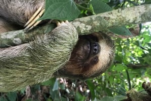 La Fortuna: Sloth Watching Tour with Transfer and Snacks