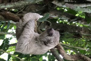 La Fortuna: Sloth Watching Tour with Transfer and Snacks