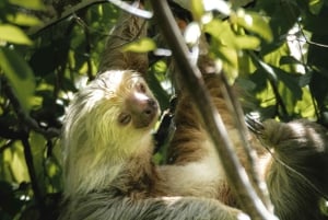 La Fortuna: Faultierbeobachtungstour mit Transfer und Snacks