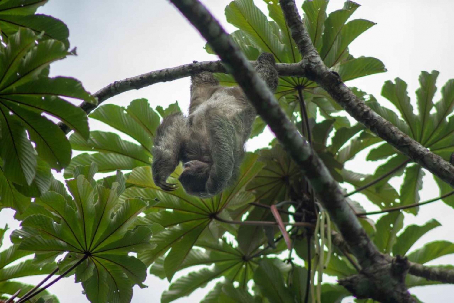 La Fortuna: Fortuna Fortuna: Sloth Watching Tour