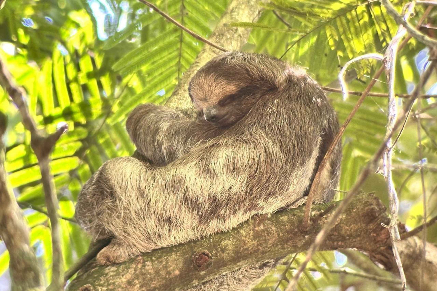 La Fortuna: Fortuna Fortuna: Sloth Watching Tour
