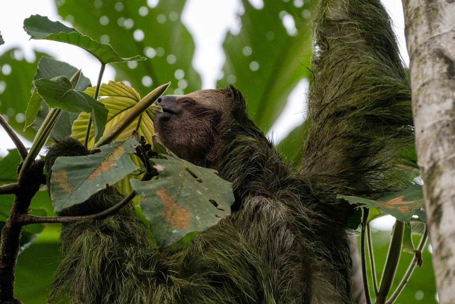La Fortuna: Fortuna Fortuna: Sloth Watching Tour