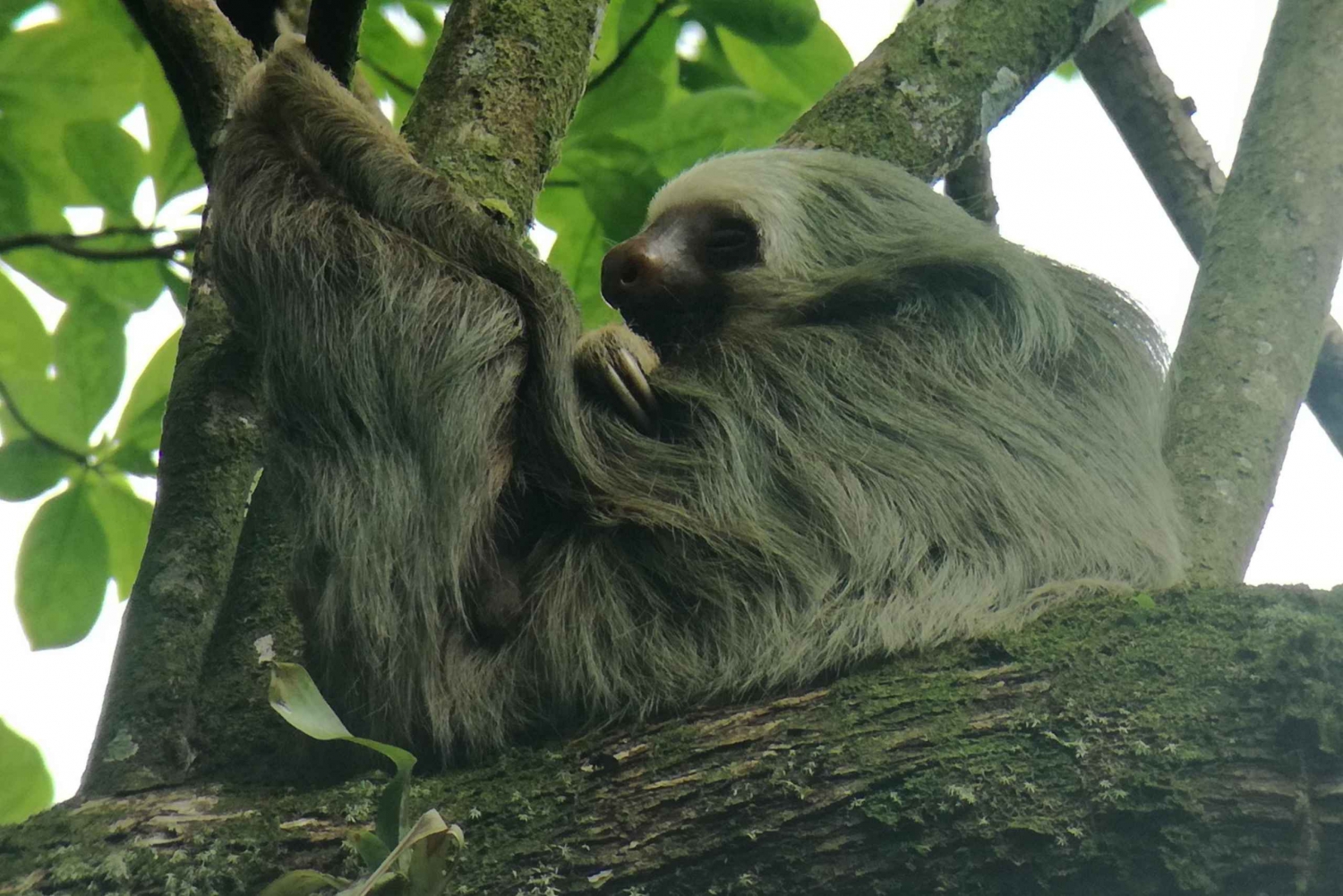 La Fortuna: Sloth Watching Tour in Costa Rica