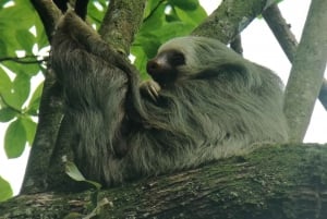 La Fortuna: Sloth Watching Tour