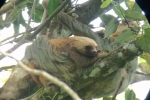 La Fortuna: Sloth Watching Tour