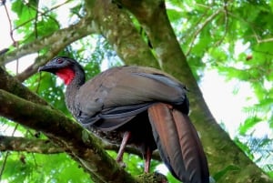 La Fortuna: Excursão de observação de preguiças
