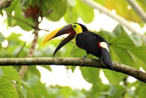 La Fortuna: Excursão de observação de preguiças