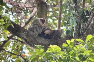 La Fortuna: Fortuna Fortuna: Sloth Watching Tour