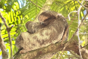 La Fortuna: Fortuna Fortuna: Sloth Watching Tour