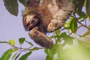 La Fortuna: Laiskiaisten ja villieläinten luontokävely