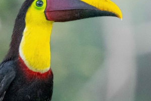 La Fortuna: Laiskiaisten ja villieläinten luontokävely