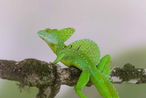 La Fortuna: Laiskiaisten ja villieläinten luontokävely