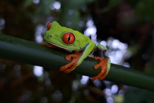 La Fortuna: Laiskiaisten ja villieläinten luontokävely