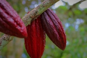 La Fortuna: Dovendyr og kaffe, sjokolade og sukkerrør