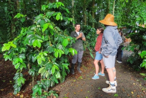 La Fortuna: Dovendyr og kaffe, sjokolade og sukkerrør