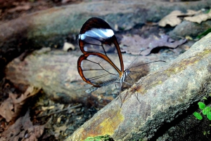 La Fortuna: Dovendyr og kaffe, sjokolade og sukkerrør