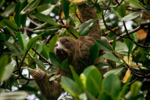 La Fortuna: Dovendyr og kaffe, sjokolade og sukkerrør