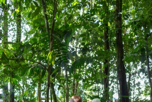 La Fortuna: Dovendyr og kaffe, sjokolade og sukkerrør