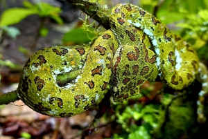 La Fortuna: Dovendyr og kaffe, sjokolade og sukkerrør