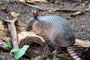La Fortuna: Dovendyr og kaffe, sjokolade og sukkerrør